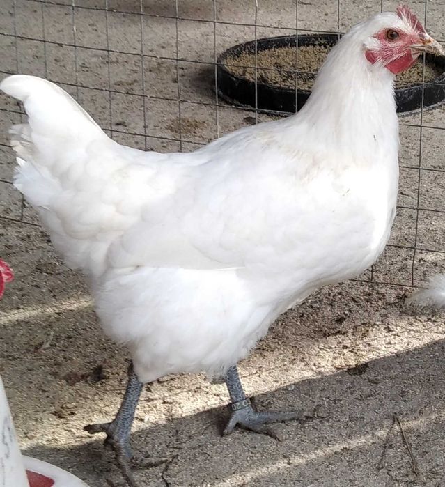 OFERTA: 12 pui de gaina de 10 zile rasa La Bresse -caviarul gainilor