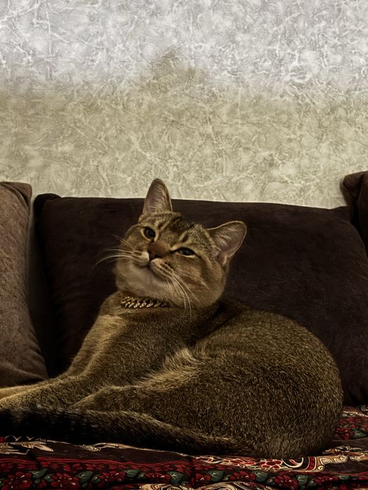 Вязка кота СРОЧНО!!!