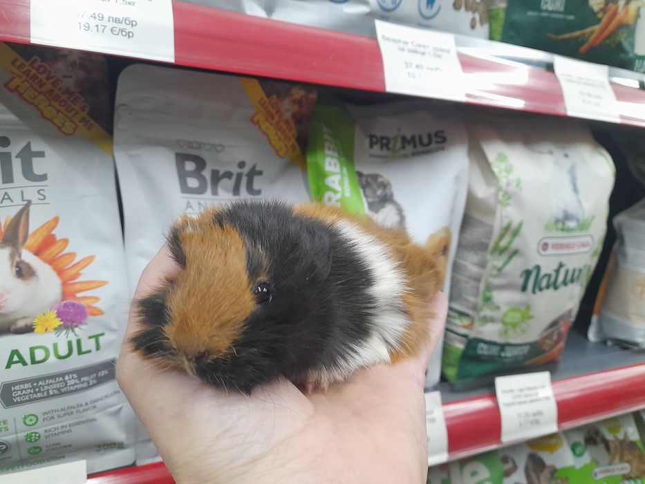 Морско свинче / свинчета късокосмести и дългокосмести на 1 месец