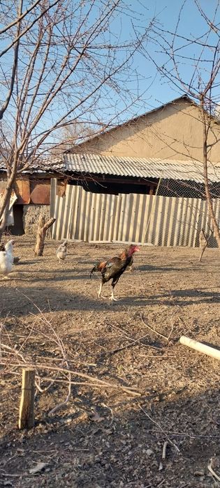 Продам дакан жужик