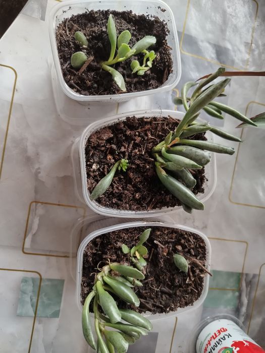 Продам цветы бигония, аглаунема и.т.д