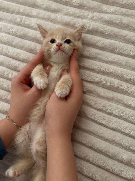 Продается котёнок