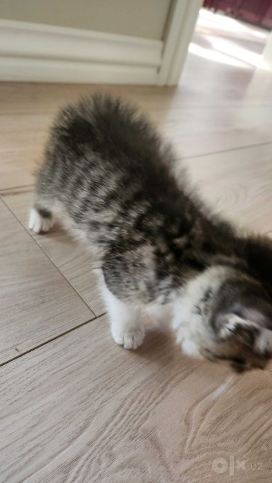 Котенок. Мушукчалар