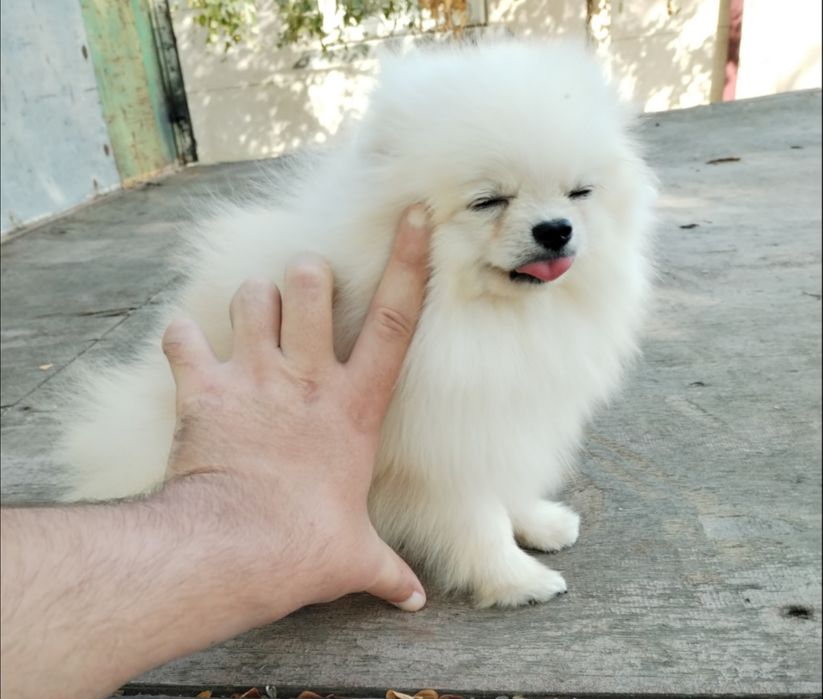 Продаётся 8 месяц кобель Помераский шпиц очень маленький компактный.