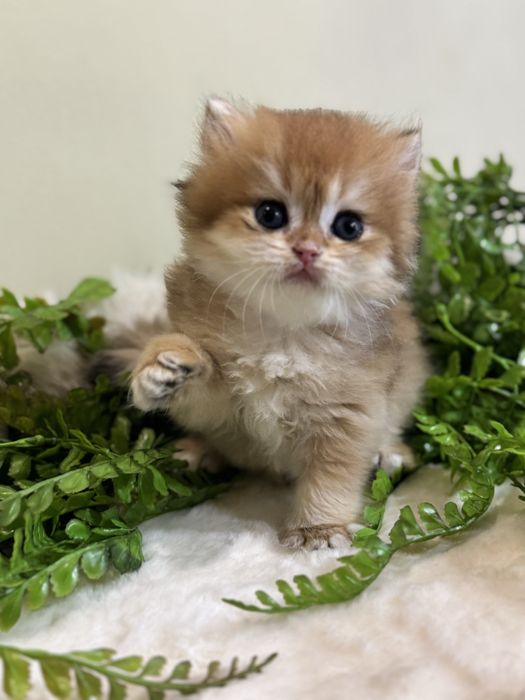 Продается котенок ny12