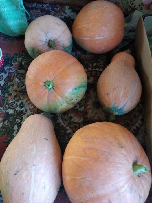 Продам тыкву 1000 тенге