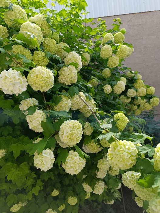 Бульдонеж. Белый шар.