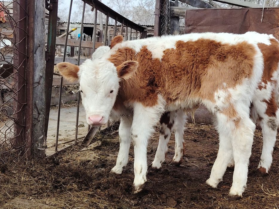 Продам    бычка.