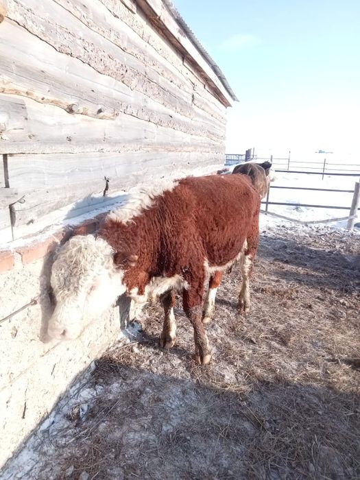 Бык белоголовый, на племя, на мясо.