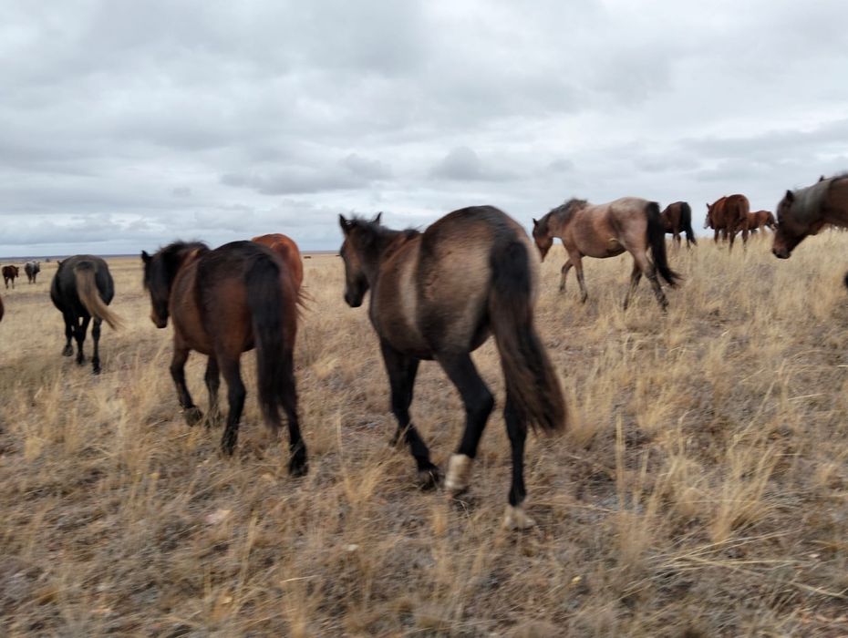 Жылқылар сатылады
