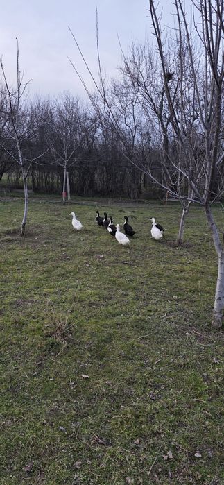 Rate românești de vanzare