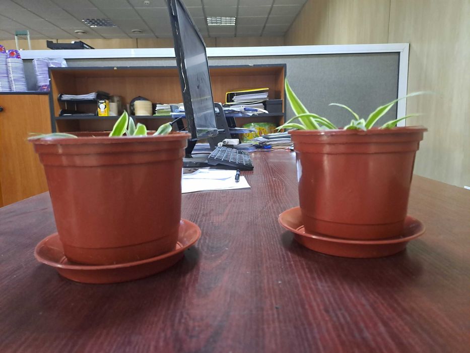 Хлорофитум в маленьких горшочках