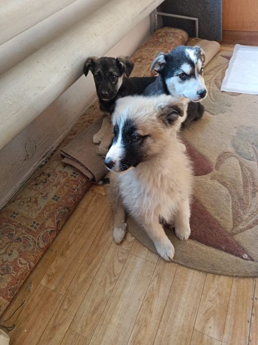 Малыши ждут своих любящих и заботливых хозяев