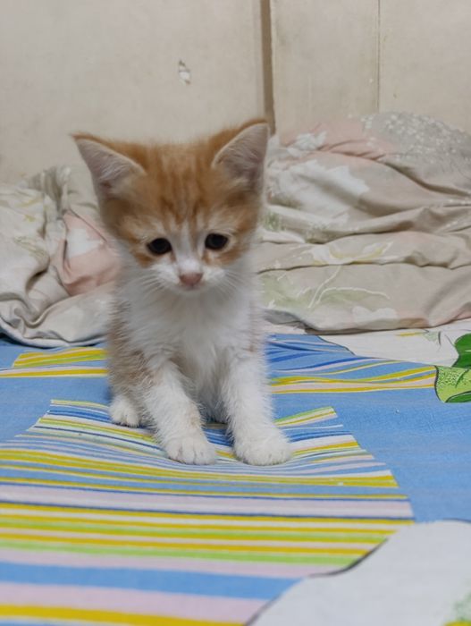 Mushukchalar 1.5 oyli