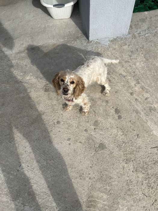 Продавам кокер шпаньол