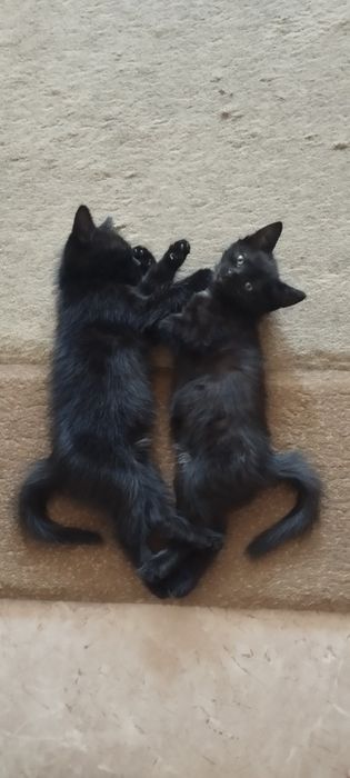 Отдам в добрые руки котят