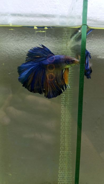 Аквариумные рыбки