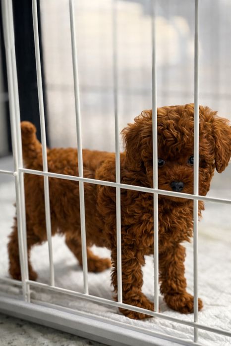 Toy Poodle/ Той Пудел