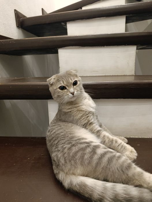 Кошка вислоухие девочка