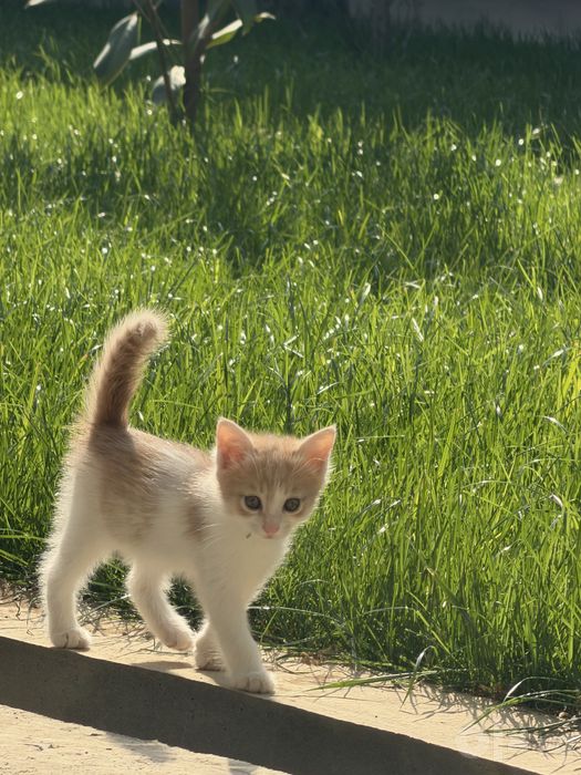 Отдам котята хорошим рукам