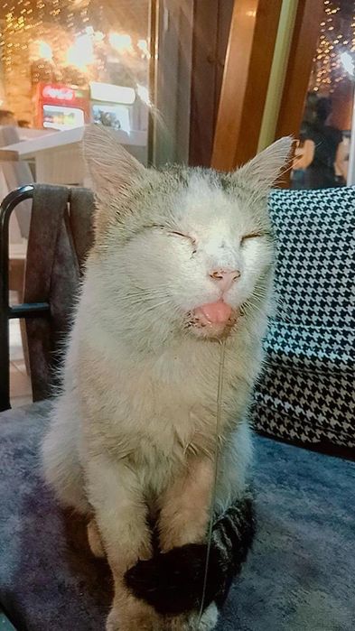 Коту очень нужна помощь