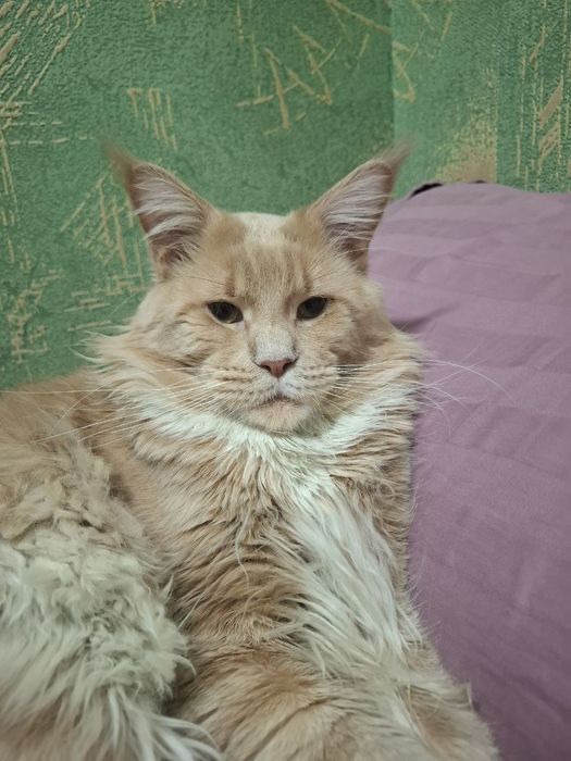 Котик мейнкун на вязку