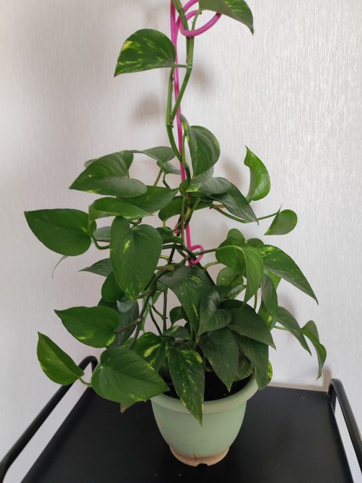 Эпипремнум золотистый.