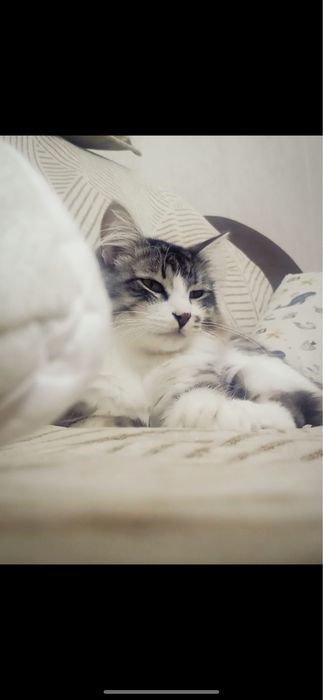 Отдам кота в добрые.