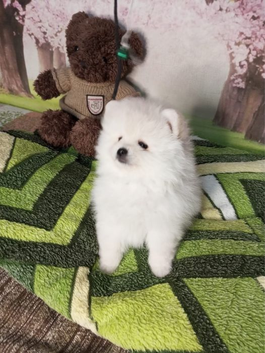 Щенки померанского шпитца