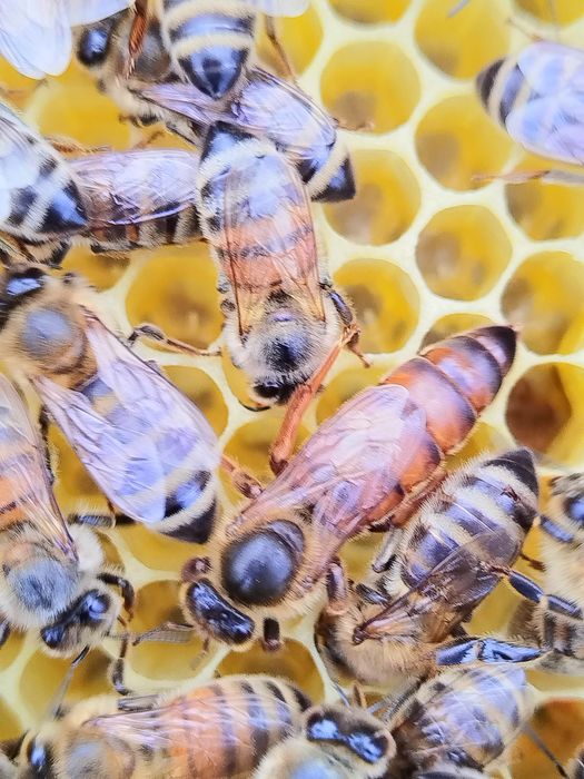 Roi albine naturali și familii  de vânzare