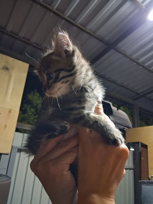 Отдам котят в добрые руки !Красивые детки , ждут своих хозяев ,