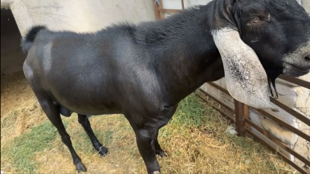 Țap Anglonubian, cu pedigree sau schimb cu cereale