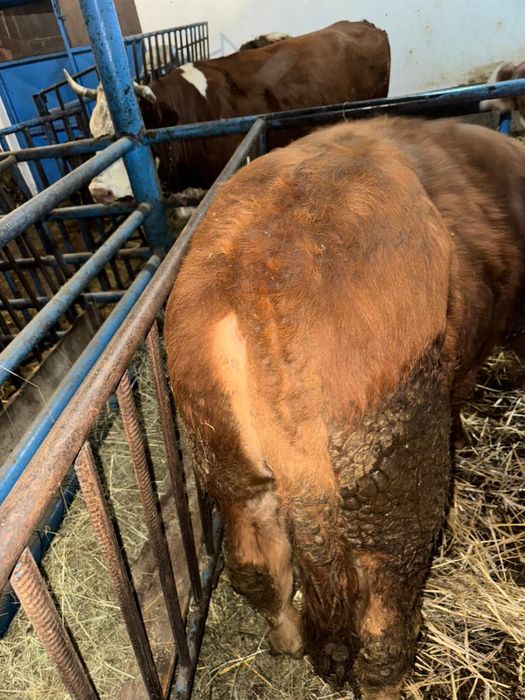 Vand vitel de 6 luni