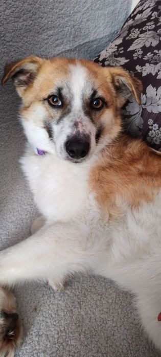 Пристраивается пёсель в хорошие руки.