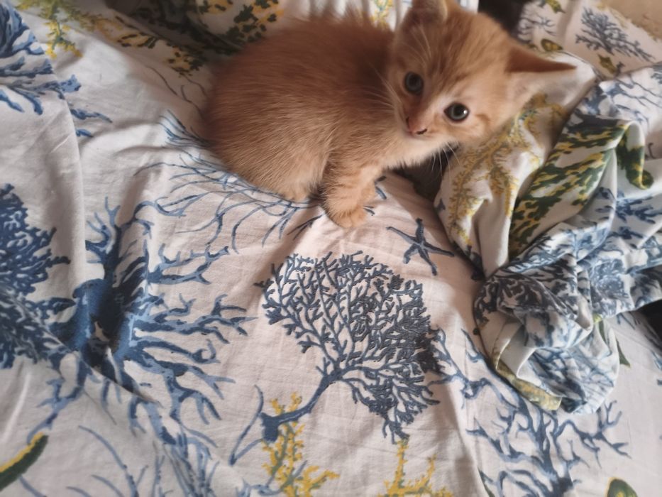 Отдам котят в добрые руки