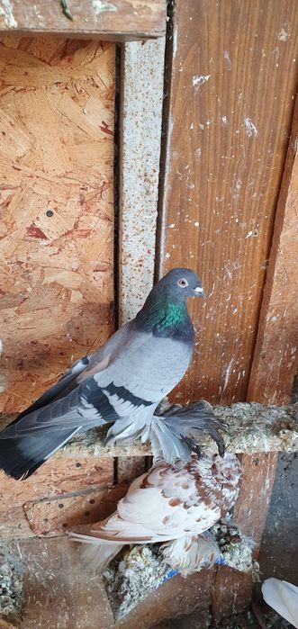 Голуби бойные разных мастей