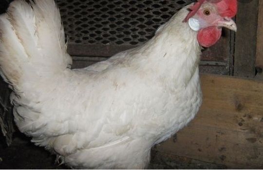 КУРЫ НЕСУШКИ БЕЛЫЕ очень хорошая яйценоскость Доставка