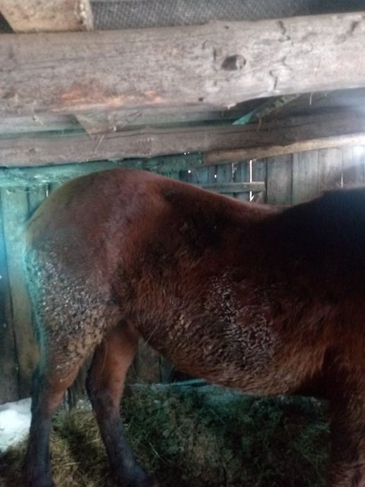 Кобыла 4года полутях