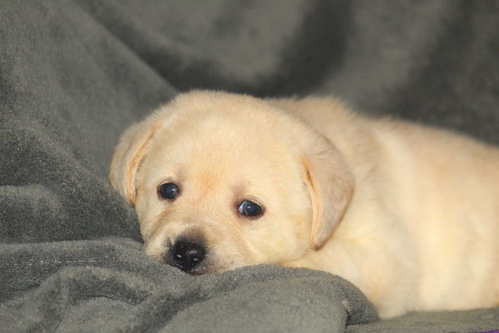 pui labrador calitate deosebita