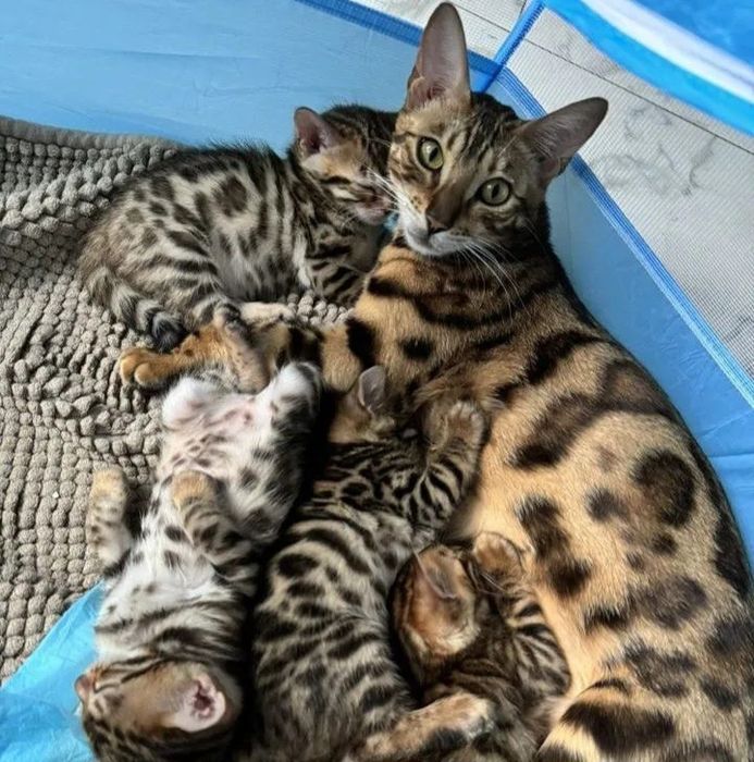 Бенгальские котята