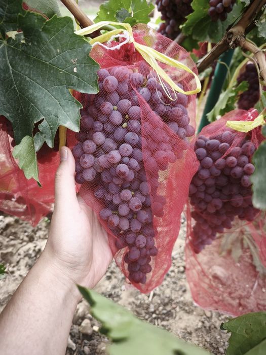 Продам виноград киш миш