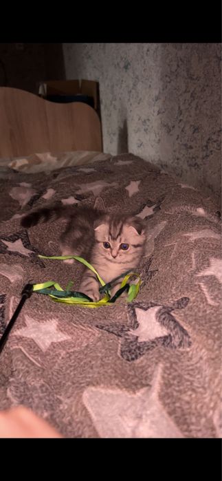 Продам вислоухую девочку
