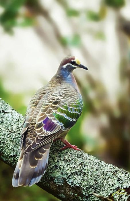 Porumbel Bronz Pasăre Exotică