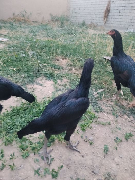 Dakan Joja tovuqlar sotiladi