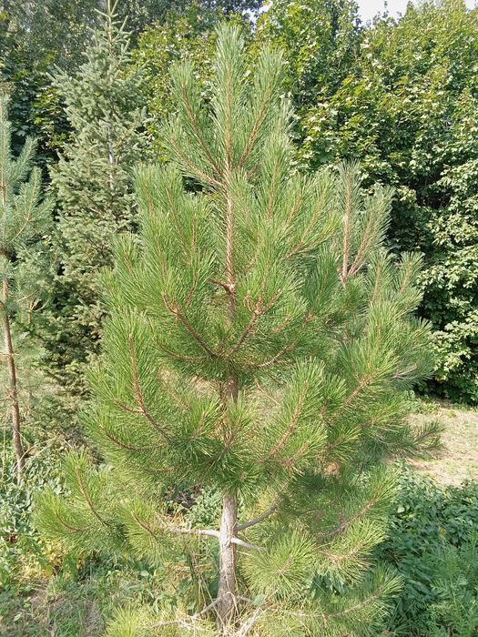 Сосна крымская 4+