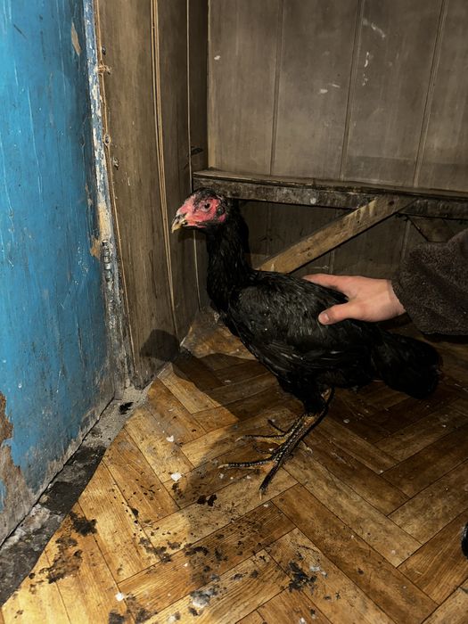 Продам 9 Даканов  2 Пацана 7 девочек