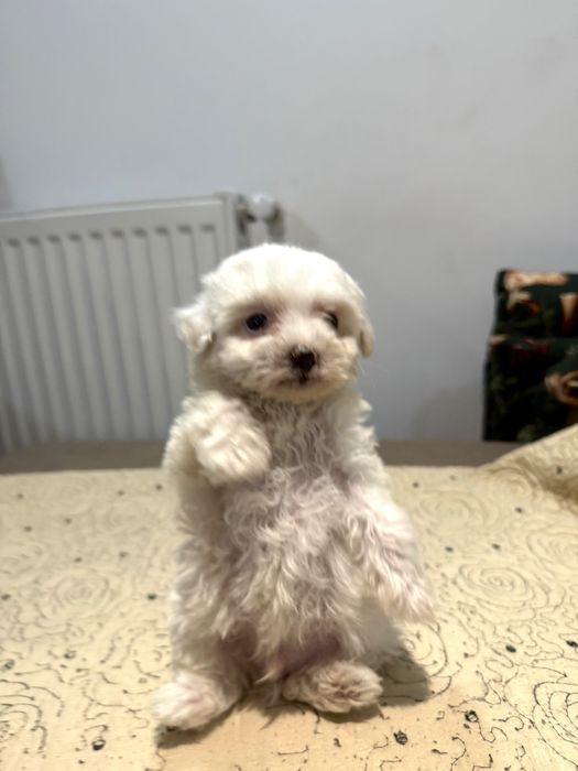 Pui Bichon Frise