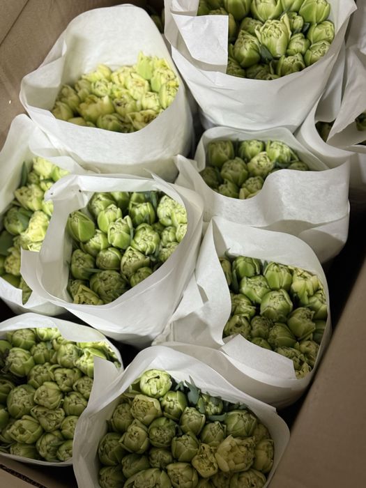 Продам тюльпаны, разный сорт