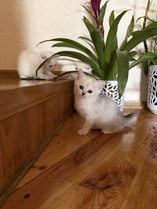 продаются скоттиш cтрайт и фолд чисто кровьный котята