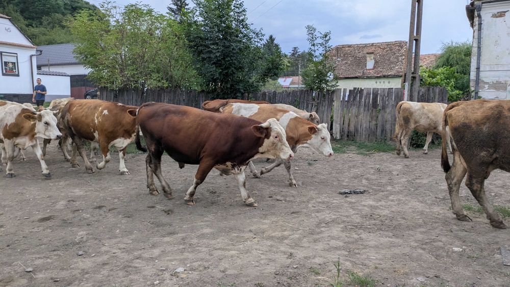 De vânzare viței, tauri, bovine și oi sănătoase! (Pelișor, Sibiu)